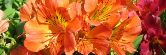 alstroemeria