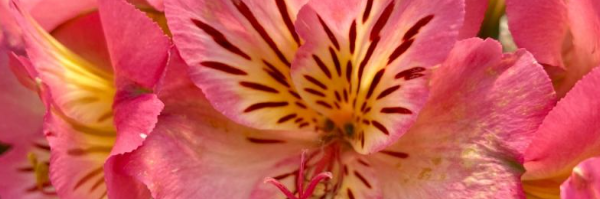 alstroemeria