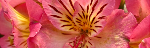 alstroemeria